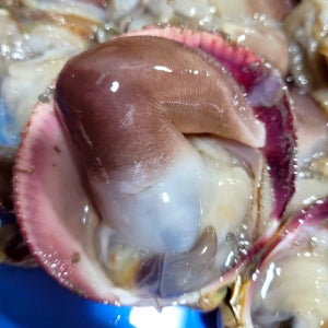 검정 새조개 1.2kg, 1개