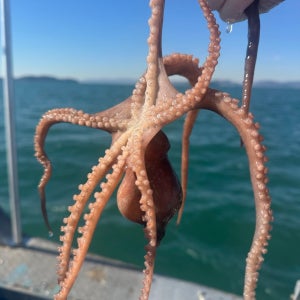 당일조업 산낙지 활낙지 산지직송 자연산 대낙지 낙지볶음 연포탕 탕탕이