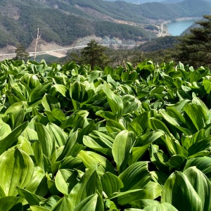 지리산 유기농 산마늘 생 명이나물 4kg, 1개