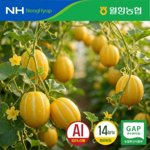 특등급 월항농협 성주참외 제철과일 평균 당도 14브릭스 10kg, 1개