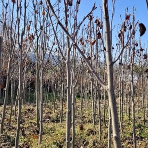 목련나무 (자목련 ) 개화주 4년생(R3-4점)