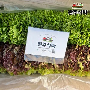 국내산 반반상추 세트 1kg 2kg 농장직송 당일수확 완주식탁 적상추 청상추 로메인 업소용
