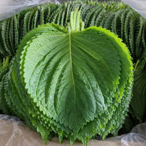 국내산 하우스 깻잎 2kg 찹찹이깻잎 봉지깻잎