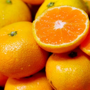 제주 천혜향 5kg 7kg 10kg 고당도 가정용 실속형 제철 선물세트 제주도 산지직송 감귤