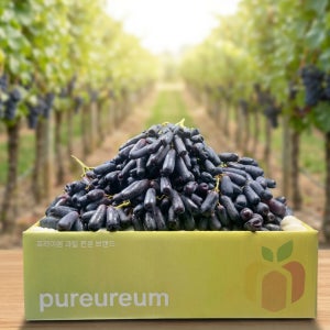 블랙사파이어 포도 고당도 당일선별 신선 수입 과일