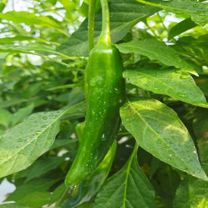 맵지 않은 미인풋고추 (농장직송)1kg , 2kg