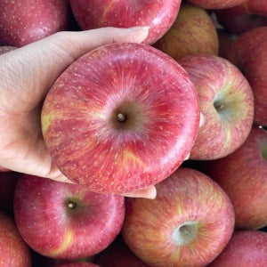 경북 부사 고당도 사과 5kg 흠과 가정용 주스용 제철과일 산지직송