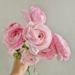 라넌큘러스 한다발 생화 꽃다발 감성꽃 기념일 선물 꽃다발