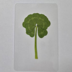 1매 진짜 8잎클로버 생화 코팅 카드 행운 부적-봉투15가지 FLC 008