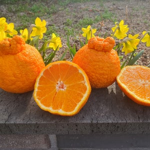 [제주직송]서귀포 못난이 16.5brix 노지 한라봉 10kg 새콤달콤