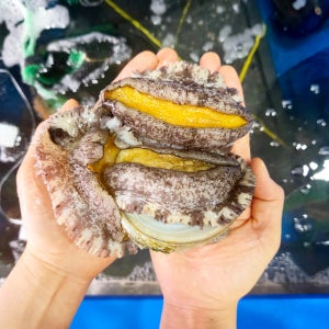 산지직송 완도 활전복 명품 전복 산소포장 선물용 국산 선물세트