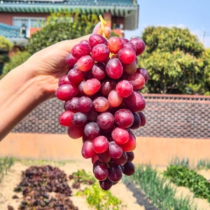 크런치팝포도 크림슨 적포도 크림슨포도