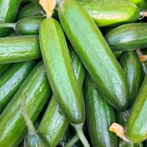 안동 농가직송 미니오이 스낵오이 아삭한 생식용 당일수확 2kg, 1개