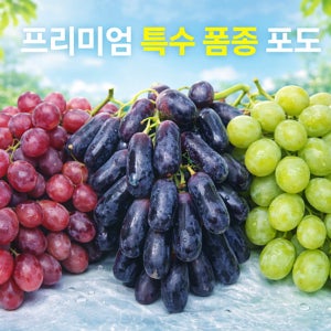 특수품종 청포도 스윗글로브, 적포도 크런치팝, 블랙 사파이어 9kg 대용량