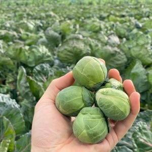 팜플레이 제주 산지직송 방울양배추 2kg,2.5kg