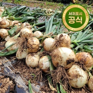 제주점순이네 국내 제주산 햇양파 혼합과 3kg 5kg 10kg