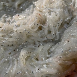 AA급 산지직송 당진 실치회 제철 300g 당일조업