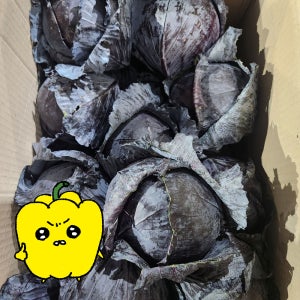 프레치 국산 적채 적양배추 샐러드야채 8kg
