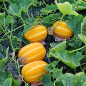 성주참외 고당도 산지직송 제철과일 꼬마과, 10kg, 1개