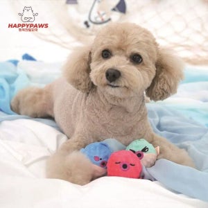 패리스독 필오프 오션볼 라텍스 토이 강아지 삑삑이 공 장난감 소형견 놀이용