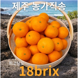 제주 프리미엄 고당도 봄 귤 하우스 진지향