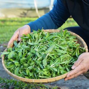 지리산 봄 나물 여린 생 쑥부쟁이 나물 3kg, 1개