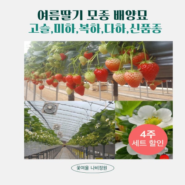 꽃여울나비정원 여름딸기 모종4개 배양묘 (고슬 미하 복하 신품종 다하)