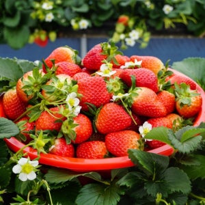 논산 설향딸기 한입과 2팩 신선딸기 제철과일 가정용 선물용