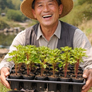 눈개승마 참취 다수확 곰취 곤달비 두메부추 모종 2년생 3년생 105구 종근 재배