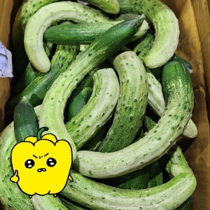 프레치 국산 못난이 다대기오이 백오이 꼬불이 가성비오이 중-상, 10kg, 1개