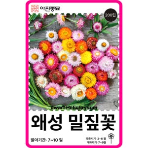 왜성밀짚꽃 씨앗 200립 / 종자 종이꽃 키우기 헬리크리섬 일년초 꽃씨 몰 야생화 여름