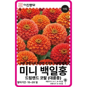 백일홍씨앗 10립 / 겹꽃 미니백일홍 드림랜드 코랄 꽃씨 몰 종자 키작은꽃 봄 여름