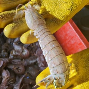 갯가재 쏙갯가재 제철 쏙 활 갯가제 털치 철 서해안 자연산 딱새 500g