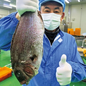 [살찐반건어] 남해안 자연산 반건조 참돔 5마리 산지직송, HACCP 인증,당일손질
