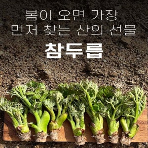 두릅 참두릅 엄나무순 국내산 500g 1kg
