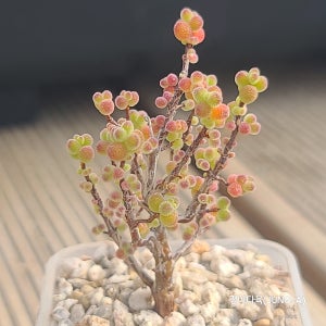 슈퍼글로보섬 금귤(소)묵은둥이 글로보섬 탕후루나무 아프리카식물