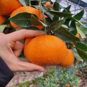 카라향 고당도 제주감귤 2.5kg 4.5kg 9kg