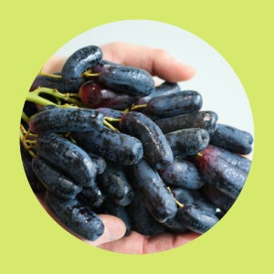 고당도 가지포도 블랙사파이어 1송이 850g