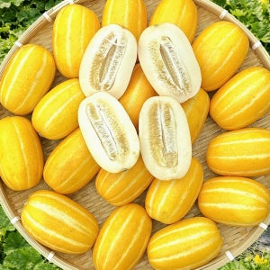성주 꿀 참외 고당도 가정용 당일수확 5kg