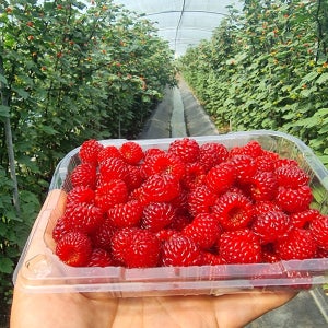 맛있는 국내산 급냉 산딸기 500g 1kg