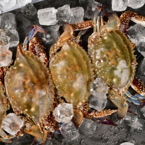 당일조업 국내산 서해 5도 가을 활 꽃게 1kg 제철 수산물