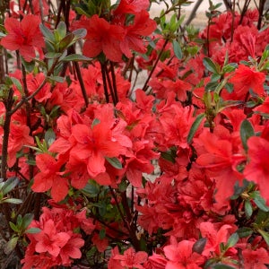영산홍 5주 철쭉나무묘목 30cm 이상 개화주 연산홍 꽃나무