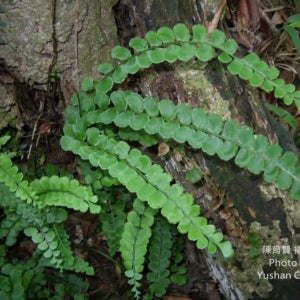 린드세아 오르비쿨라타 Lindsaea aff orbiculata