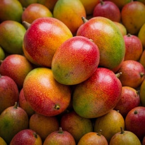 제주 애플망고 3kg 선물용 특상품