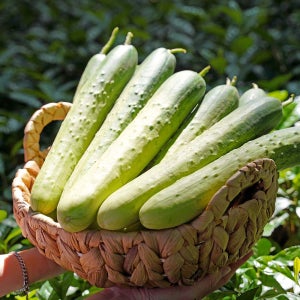 프레시 백다다기 오이 백오이 오이지용 못난이 가정용 소박이용 가시오이