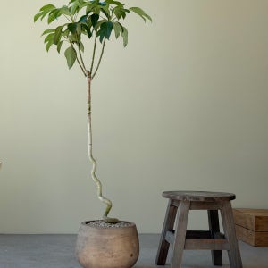 우트 oott 황칠 나무 키우기 집 꾸미기 화분 플랜테리어 카페 식물 개업 집들이 선물