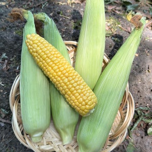 당일수확 애플 초당옥수수 3차선별 냉동 초당옥수수