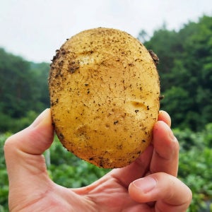 오느레픽 산지직송 강원도 포슬포슬 단맛 두백감자 수미감자 왕특 수미 햇 분감자