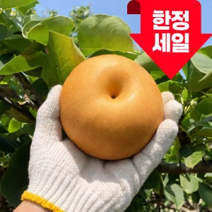 나주 고당도 신고배 가정용 저장배 아삭하고 맛있는 꿀배 고객 만족도 최강 15Brix, 10kg, 1개