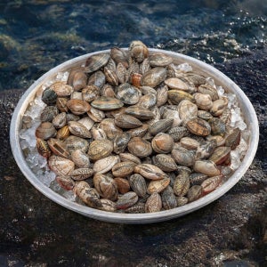 제철 산지직송 남해안 삼천포 세척 바지락 1kg